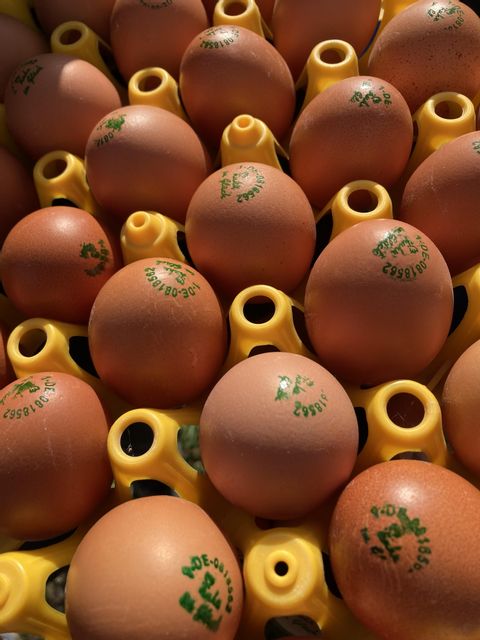 „Tiere auf dem Bauernhof“ – Projektgruppe der Stufe 2